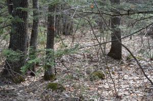 Lot 20 Basin Road