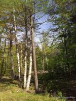 525 Woodland Avenue
