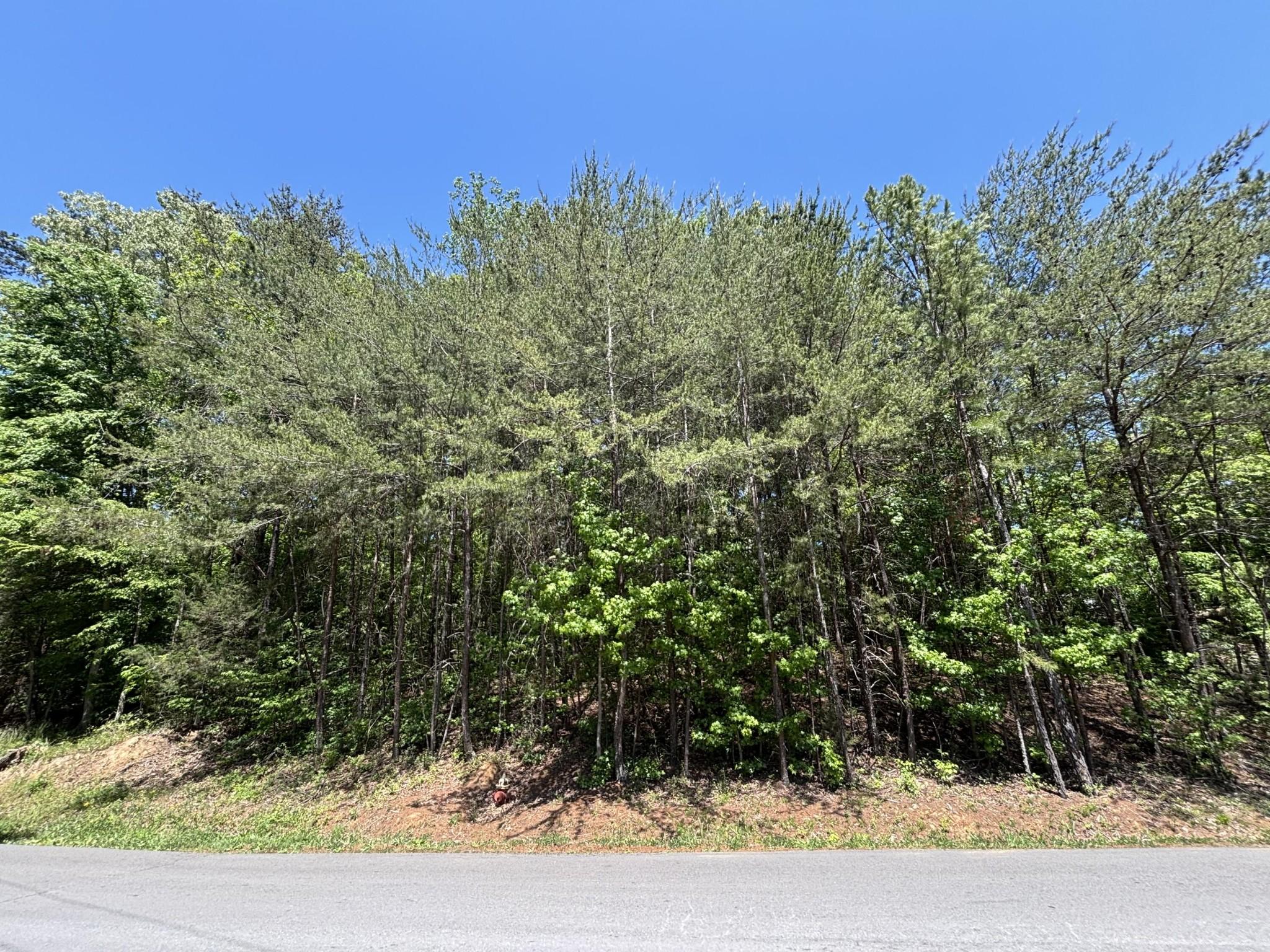 Image 4 Image 4