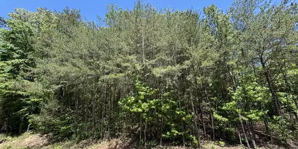 Image 4 Image 4