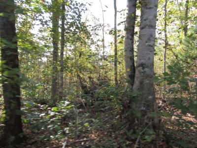 30 10 Ac Livingston Hwy