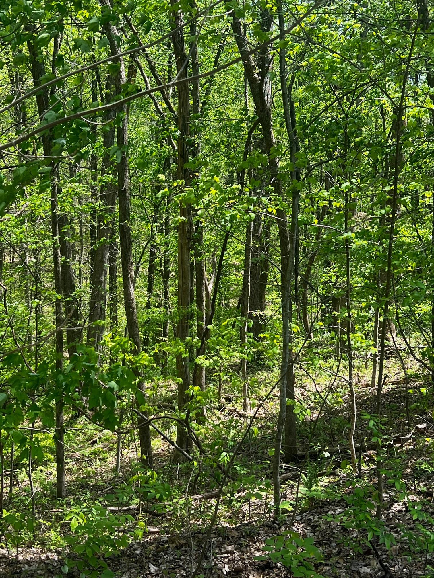 Image 4 Image 4