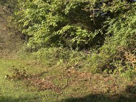 166 Woodland Trl