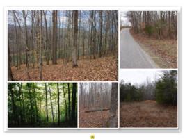 63 .81 Ac. Wright Bend Road