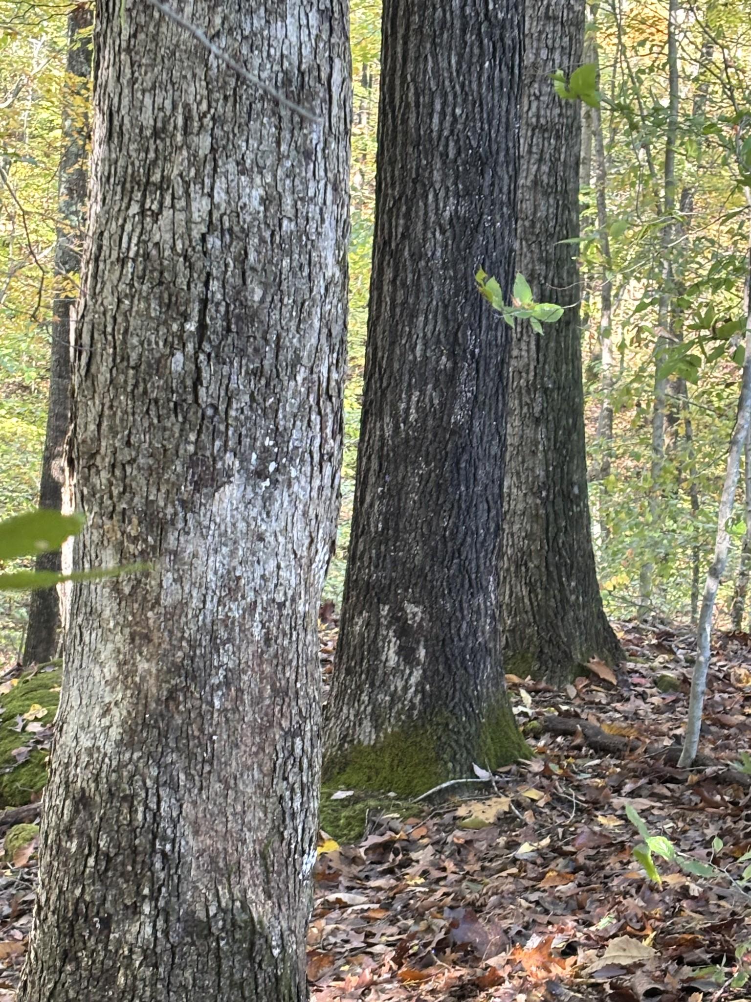 Image 4 Image 4