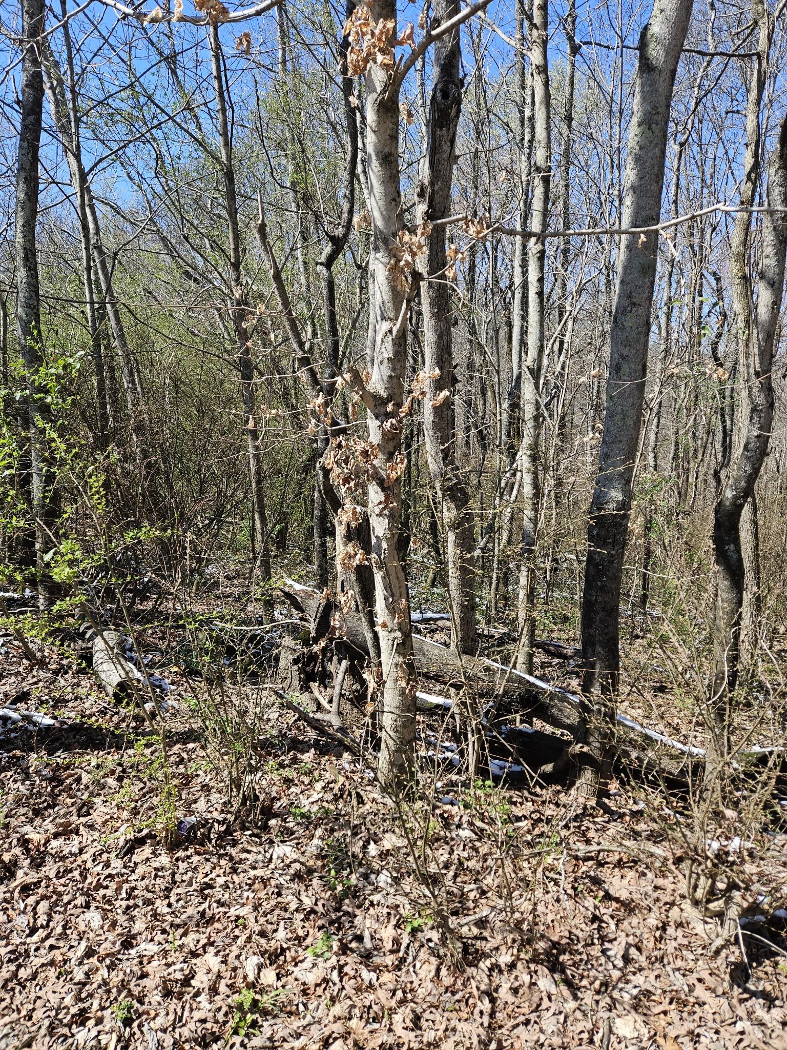 Image 1 Image 1