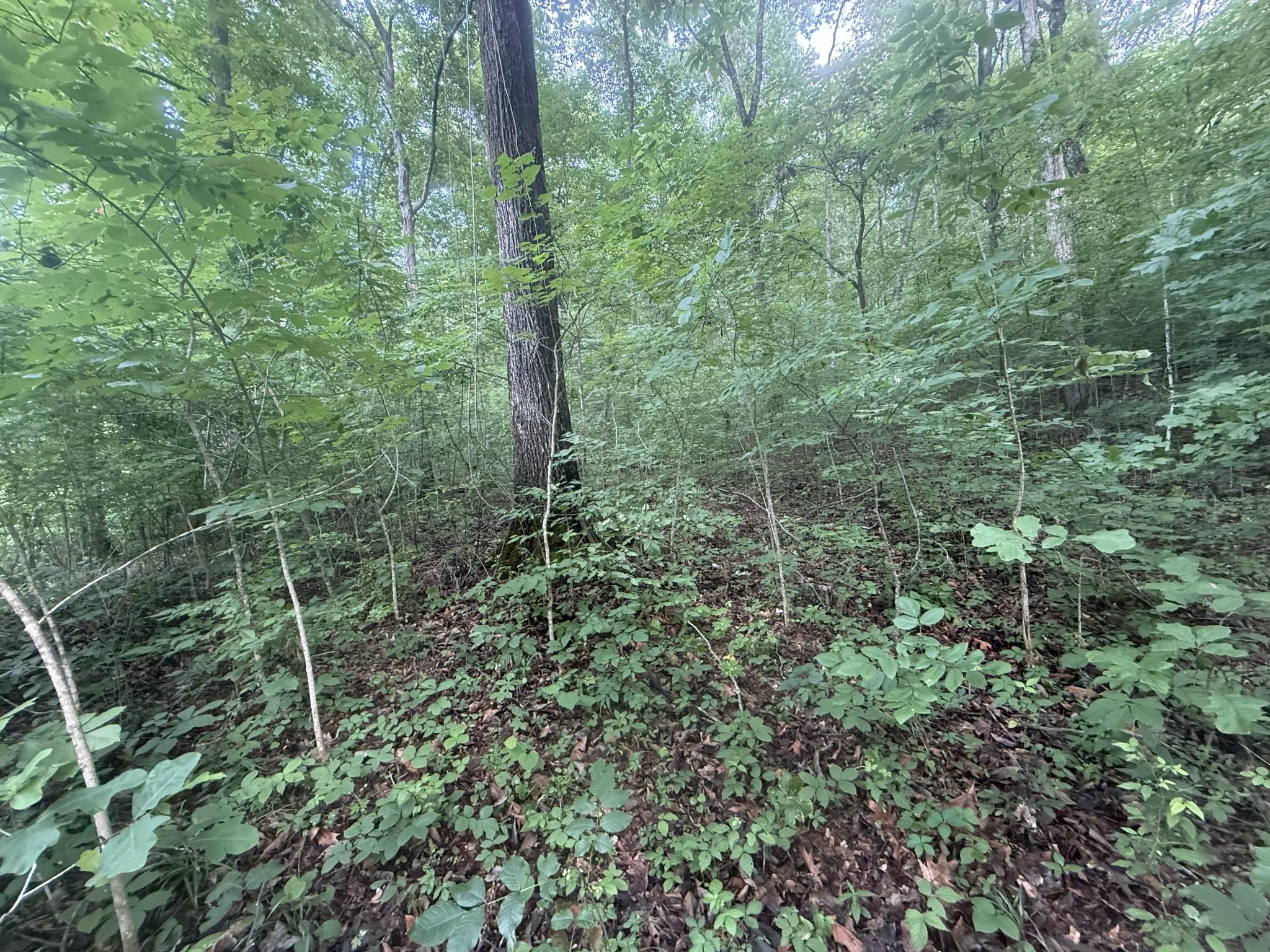 Image 4 Image 4