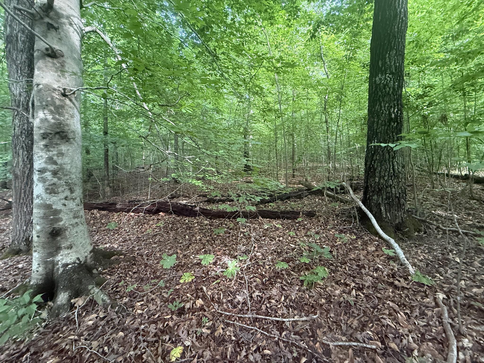 Image 4 Image 4