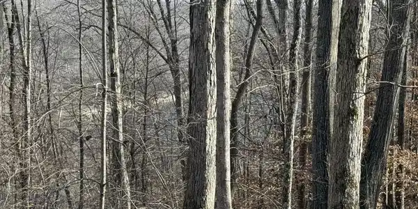 Image 2 Image 2