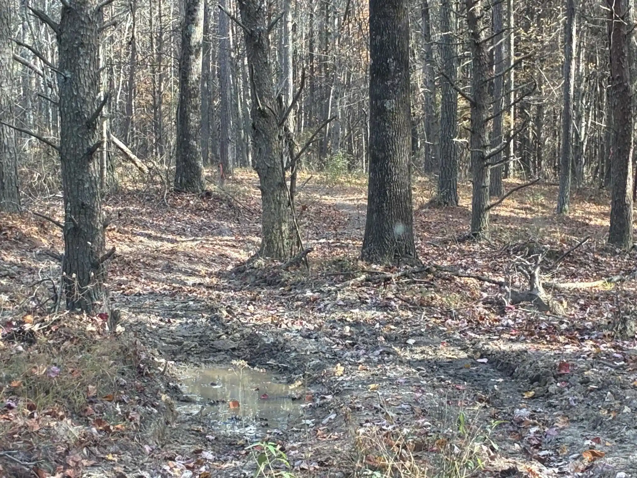 Image 1 Image 1