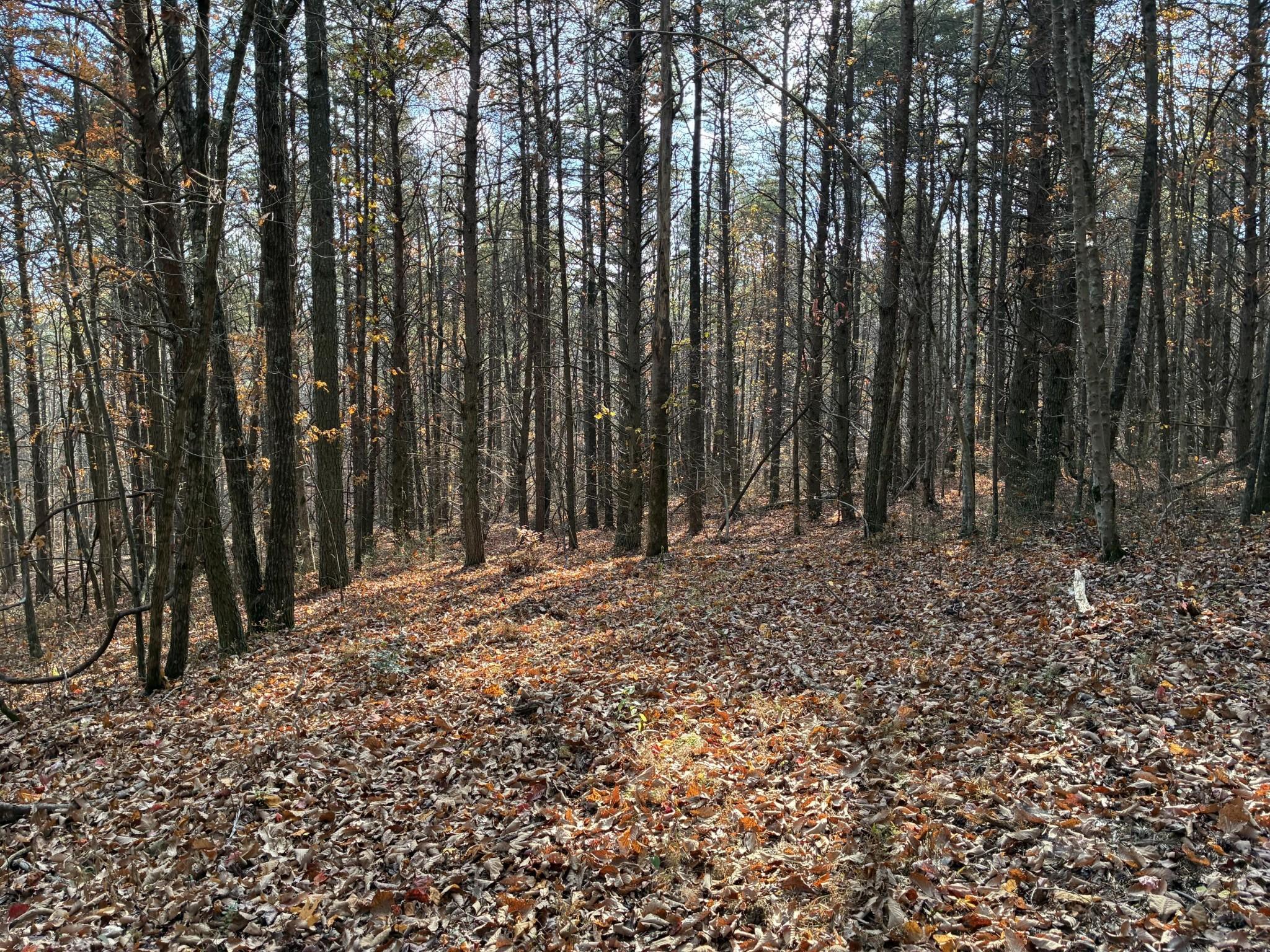 Image 4 Image 4