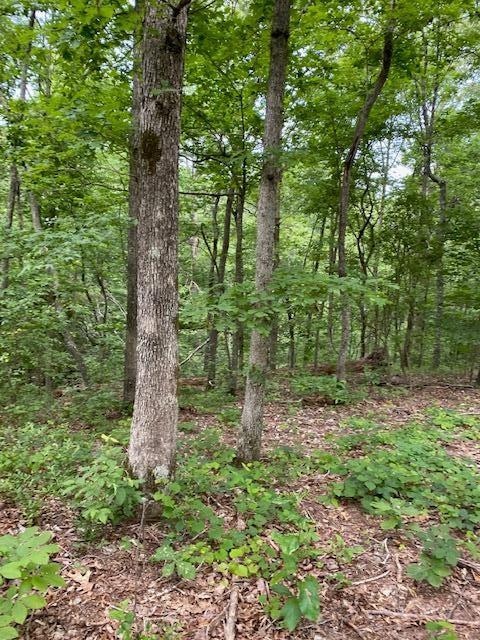 Image 1 Image 1