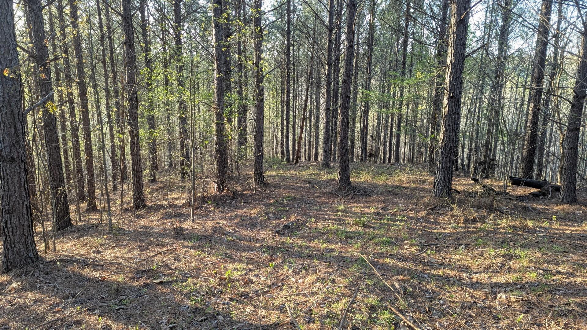 Image 4 Image 4