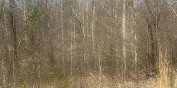Image 4 Image 4