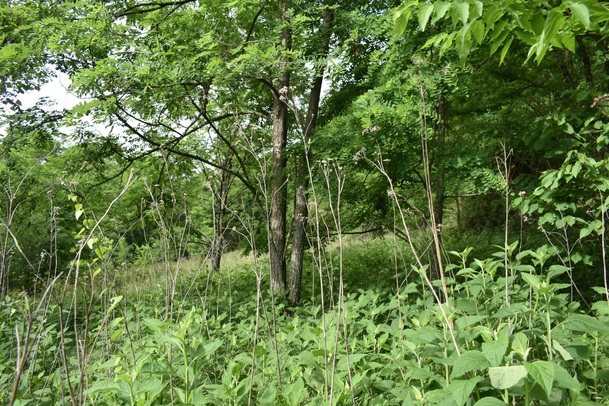 Image 4 Image 4