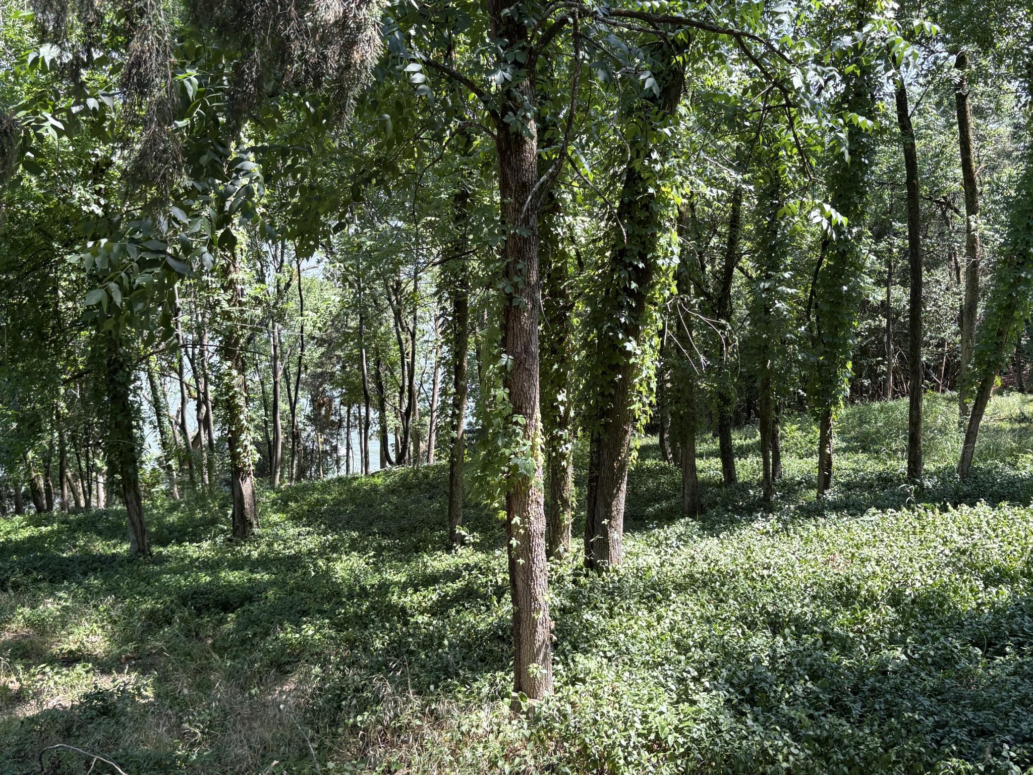 Image 4 Image 4
