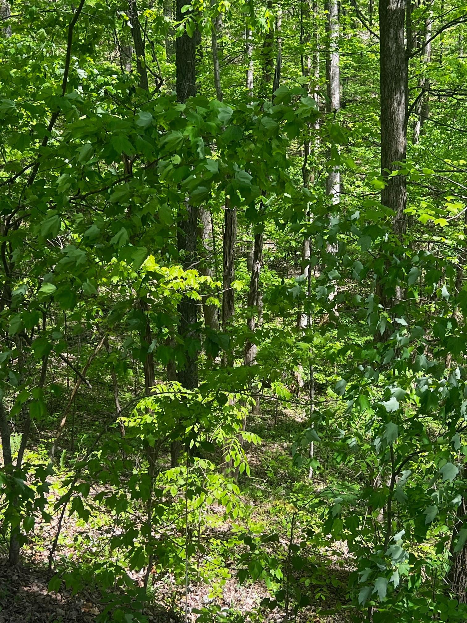 Image 4 Image 4