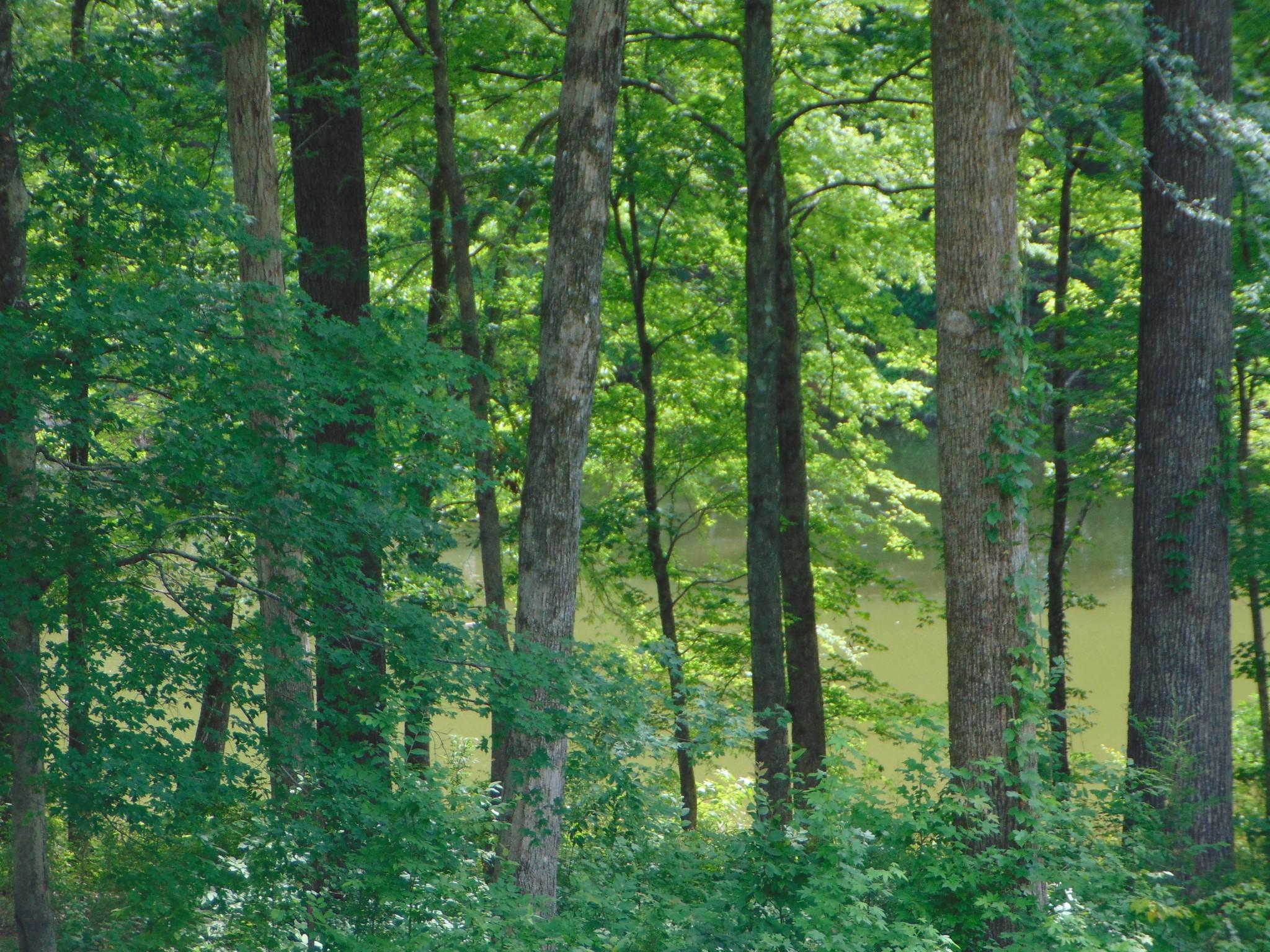 Image 4 Image 4