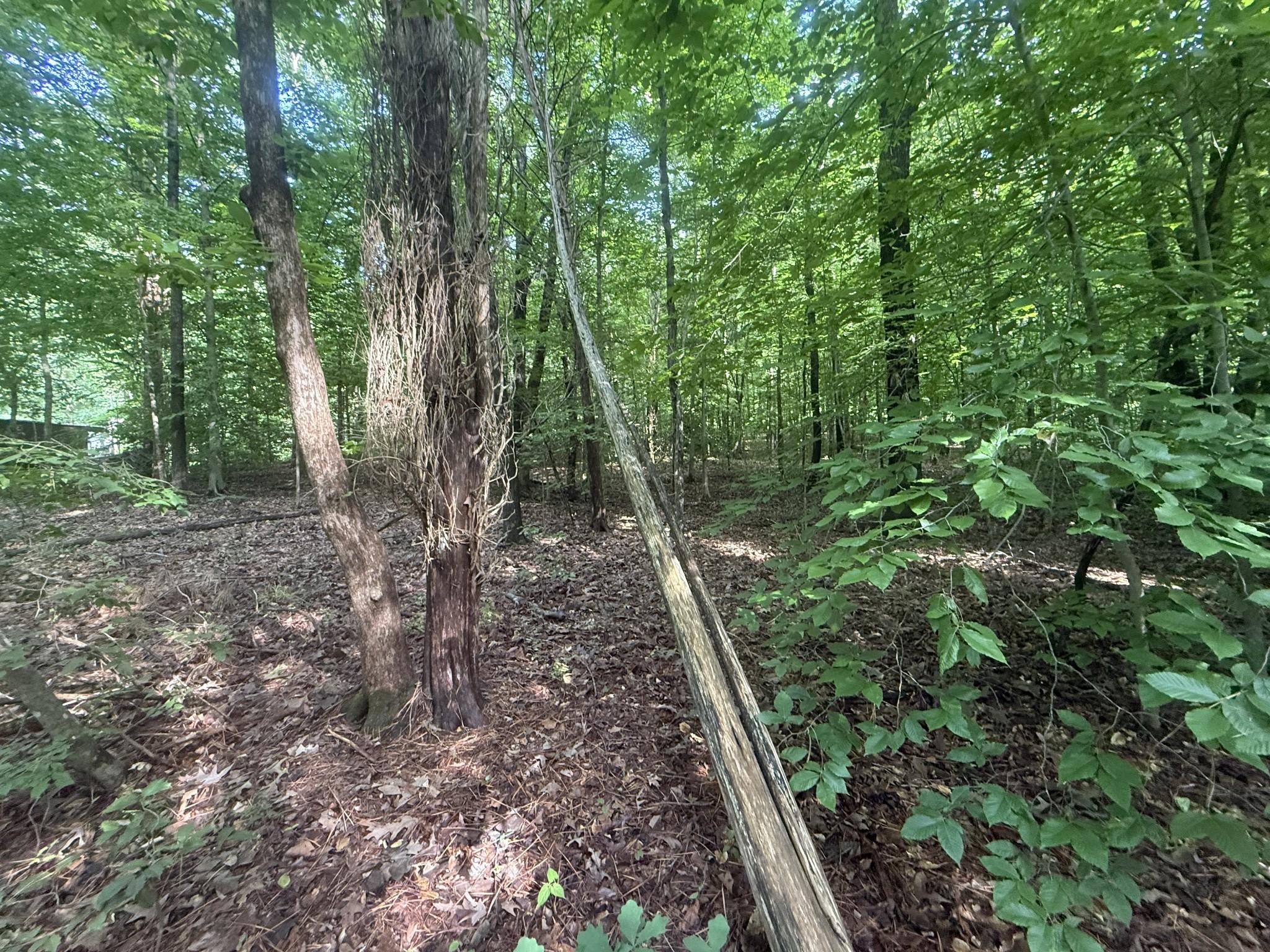 Image 4 Image 4