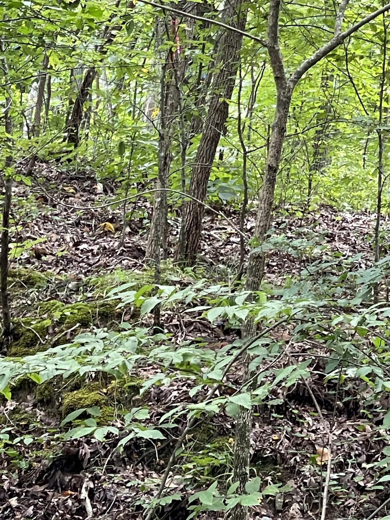 Image 4 Image 4
