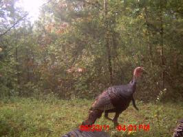 0 Indian Mound Rd