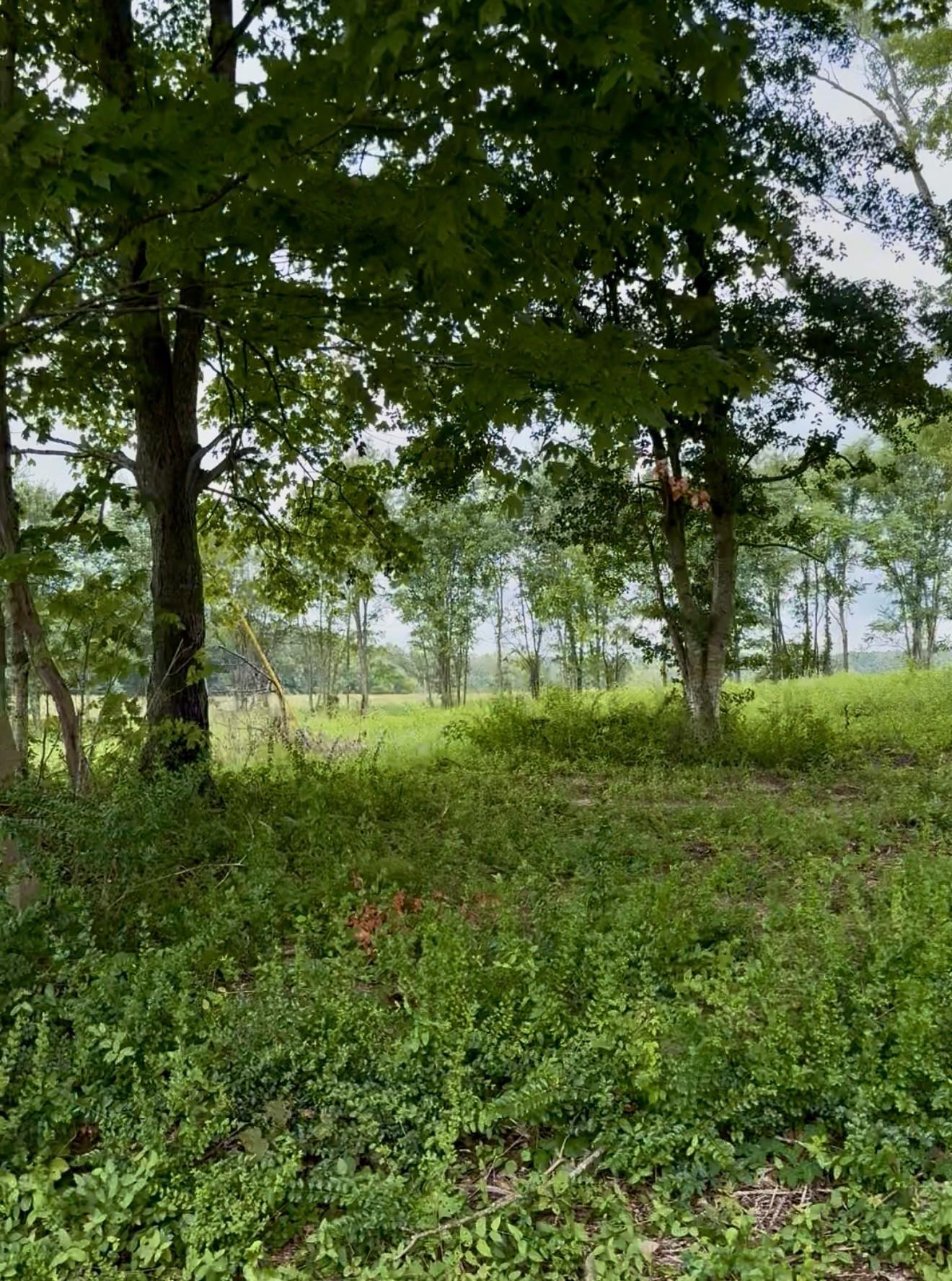 Image 4 Image 4