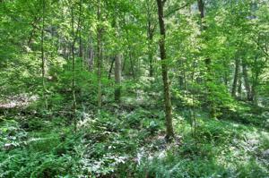 Lot 77 Scott Canyon Rd.