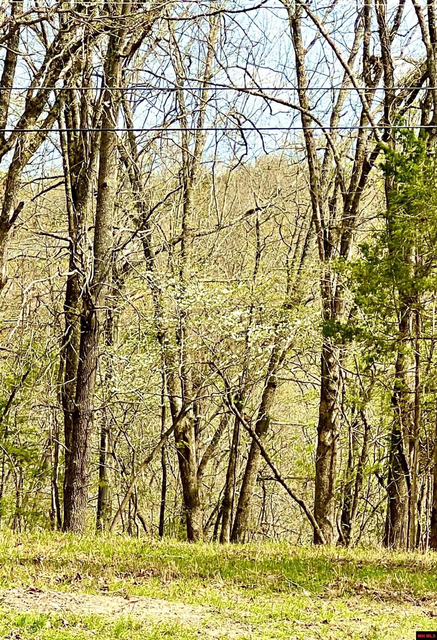 Image 1: Dog Woods!