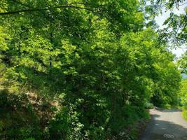 Lot 14 Mont Chateau Estates