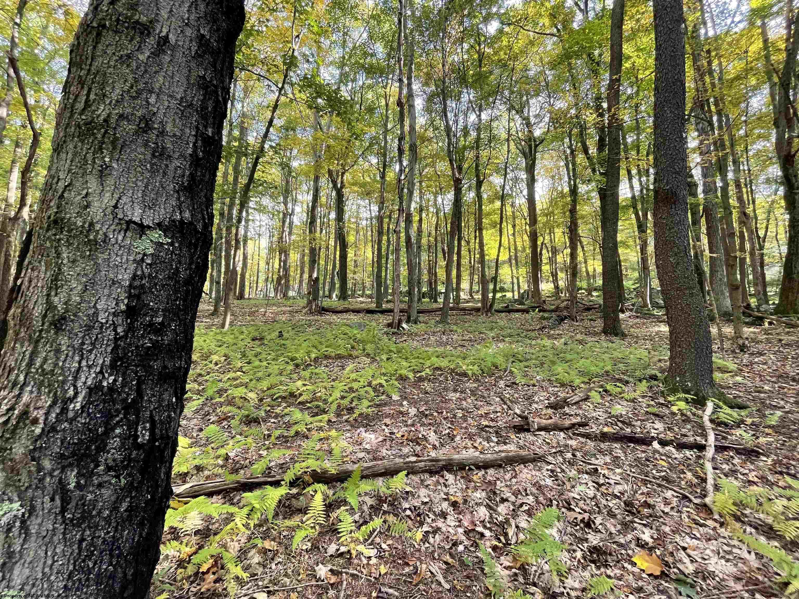 Lots 40 and 41 E Alpine Drive, Terra Alta, WV lhrmls01838301