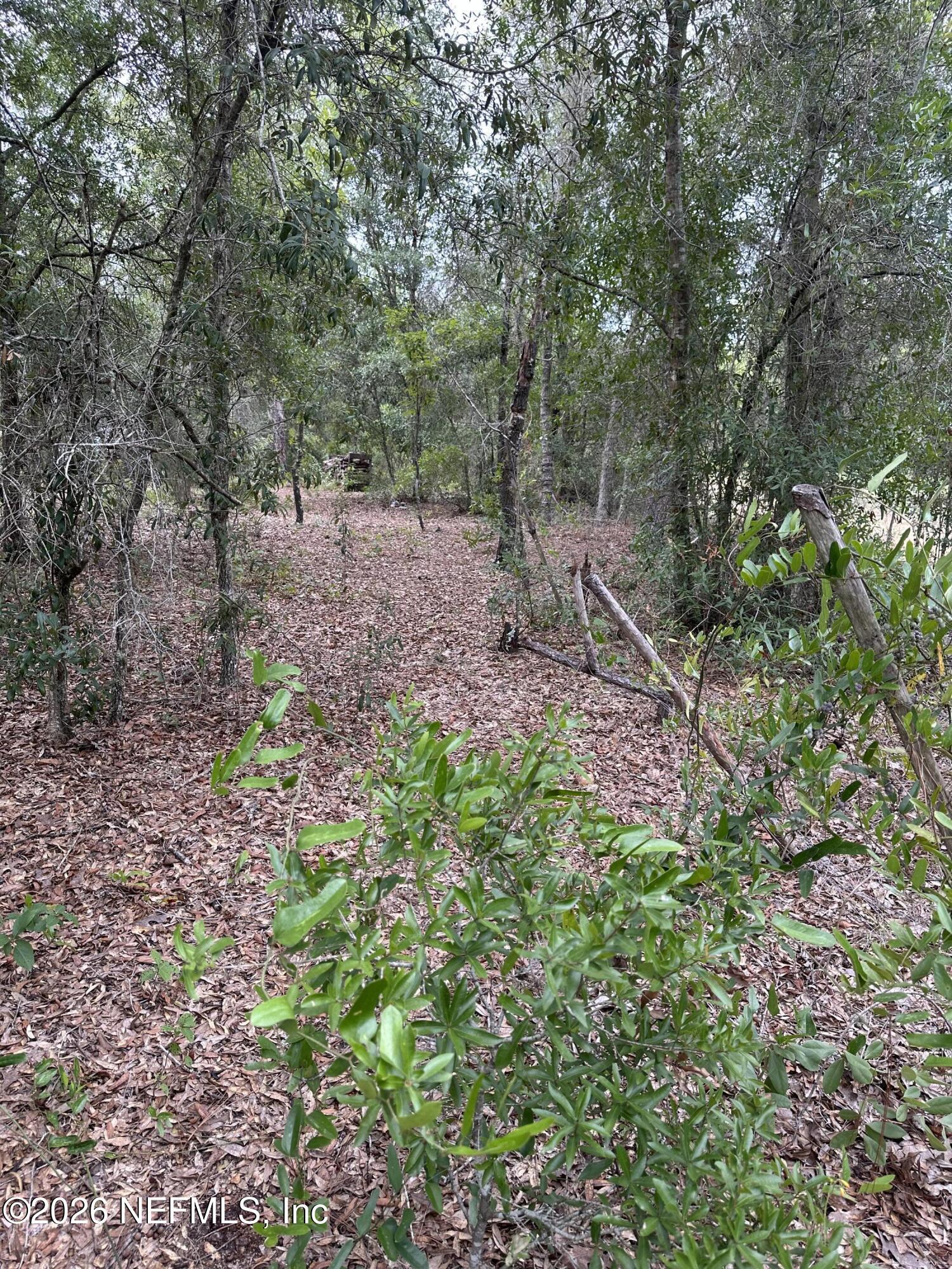 Image 3: woods & wildlife