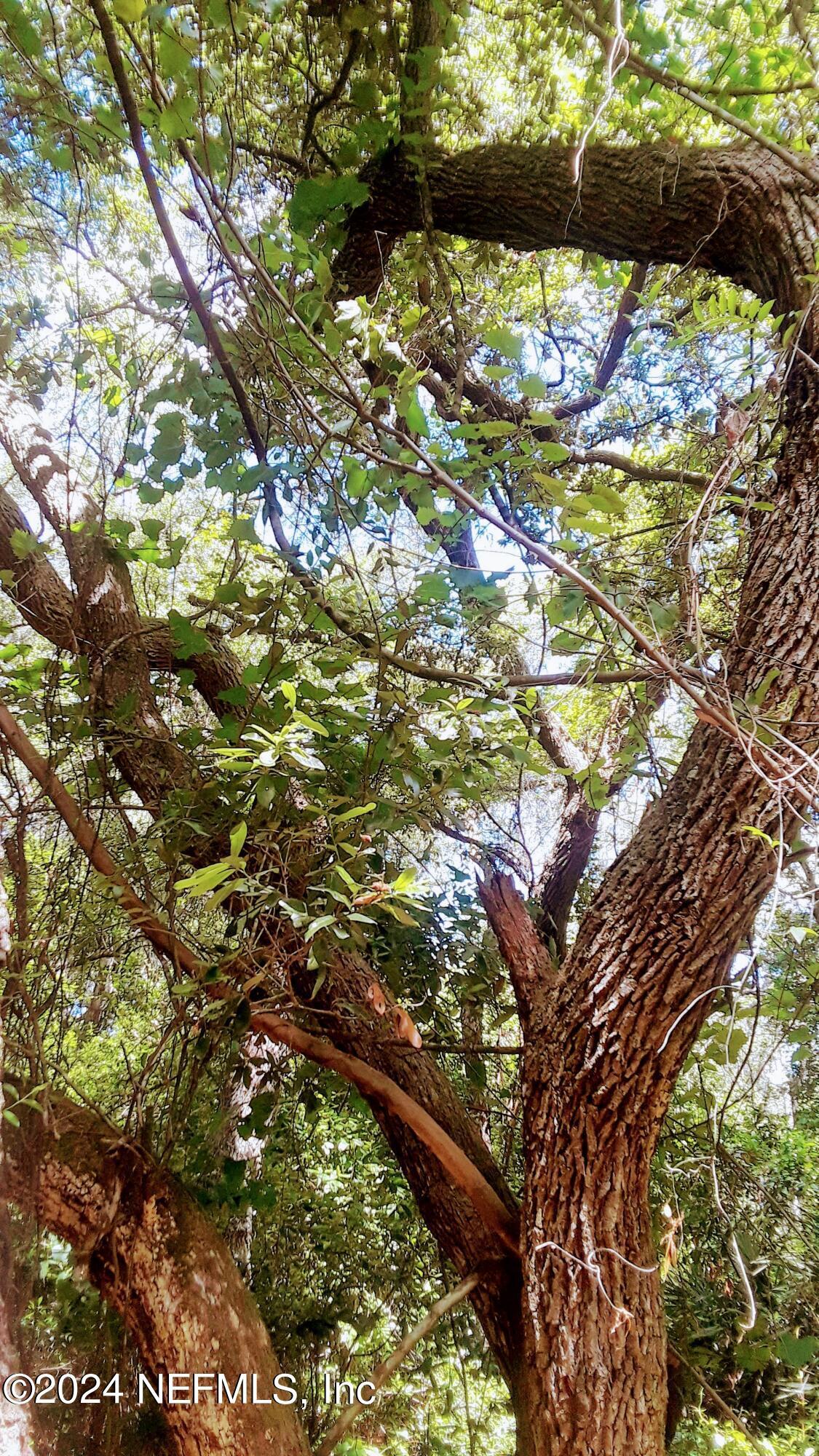 Image 1: 5377 Custer Live Oaks - Copy