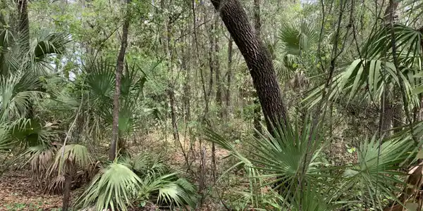 Image 2: Robinson - Old Woods Rd