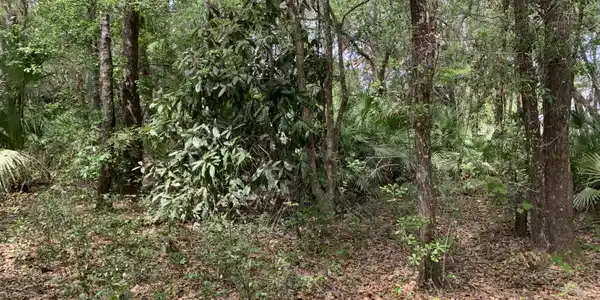 Image 4: Robinson - Old Woods Rd