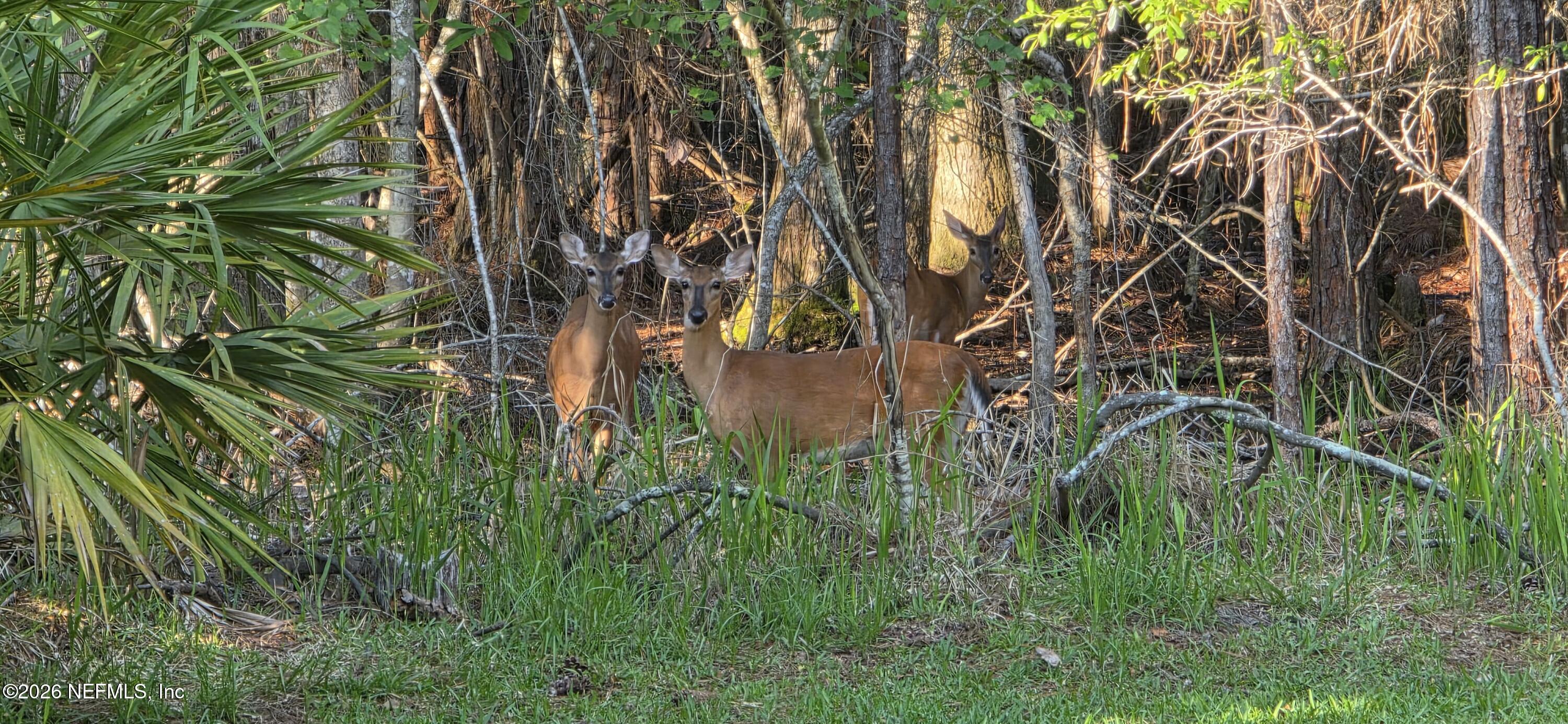 Image 4: Back Yard Deer