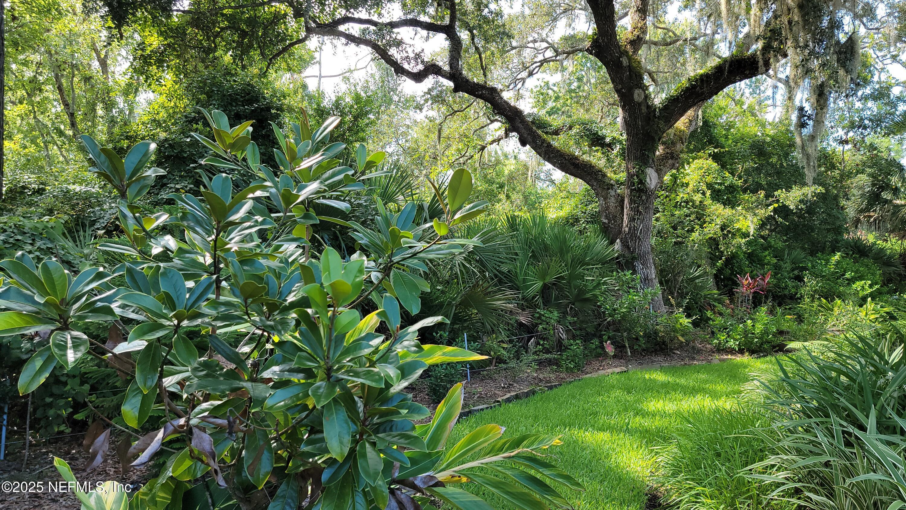 Image 4: ancient oaks