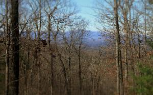 CHANNING RIDGE
