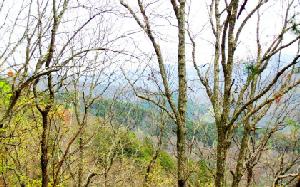 LT2-3 KIMSEY MOUNTAIN ROAD