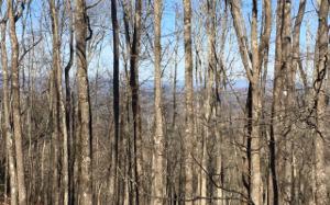 983 RACCOON RIDGE RD