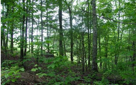 Victoria Woods