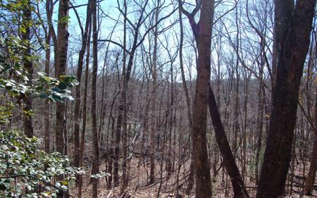 Timberline Lane