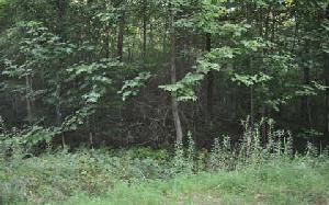 LT 80 LAUREL DR