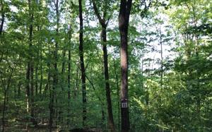 LT 11 WOODS OF HUNTER