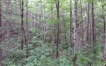LOT 7 BLACK FOX DRIVE