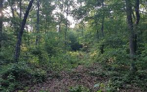 APPALACHIA COVE