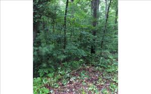805 WHISPERING PINE TRAI