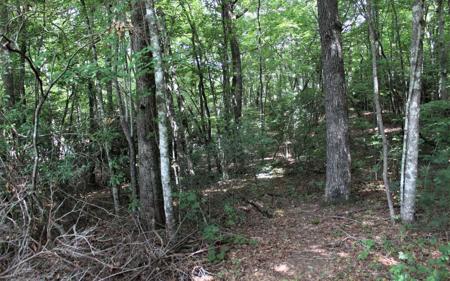 11 Penland Indian Trail