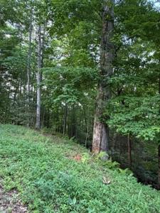 Lot 59 Quiet Mountain Trail