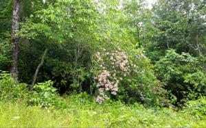 LT 49 PENLAND INDIAN TRAIL