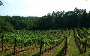 VINEYARD CREEK WAY
